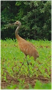 sandhillcranes05.jpg