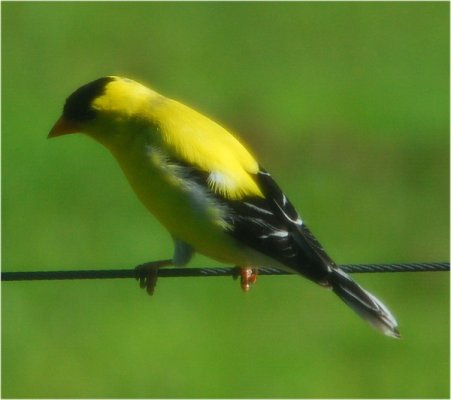 yellowbird02.jpg