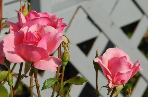 PinkRoses_72009_01a.JPG