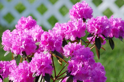 Rhodendren_042010_08.JPG