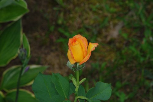 Rose_072010_02.JPG