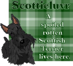 Plaid-Scottie4.jpg